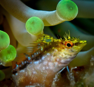 Yellow Blenny in Anemone by Steven Miller 